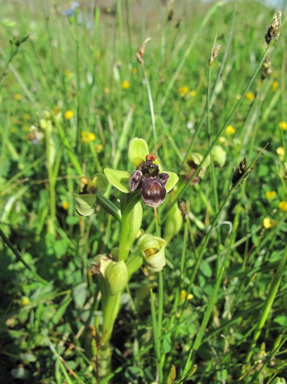Ophrys bombyliflora